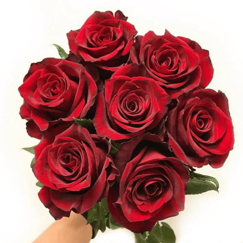Ever Red – Premium Roses – Interjot Flora Ltd